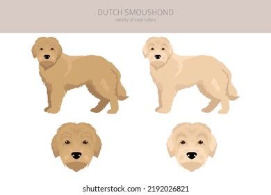 Dutch Smoushond clipart. Different poses, coat colors set.  Vector illustration