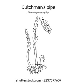 Häutchman-Pfeife oder falsche Buchenpfropfen (Monotropa hypopitys), Heilpflanze. handgezeichnete botanische Vektorgrafik