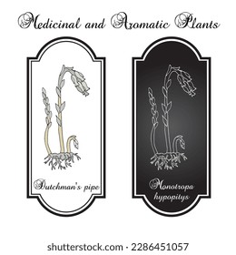 Dutchmans pipe, or false beech-drops (Monotropa hypopitys), medicinal plant. Hand drawn botanical vector illustration