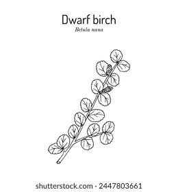 Dwarf Birch (Betula nana), medicinal plant. Hand drawn botanical vector illustration