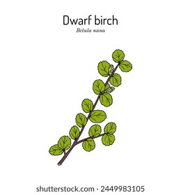 Dwarf Birch (Betula nana), medicinal plant. Hand drawn botanical vector illustration