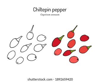 Dwarf Chiltepin (Capsicum annuum), official State Native Pepper of Texas. Vector hand drawn illustration