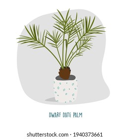 Dwarf date palm illustration. Indoor plants. House plants stock vector illustration. Plant easy to keep alive. Interior decoration houseplants concept. Flat colorful vector illustration