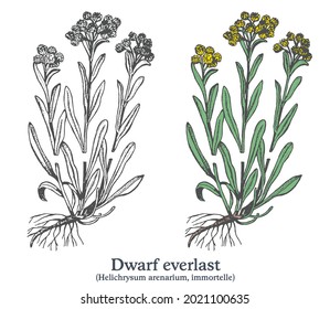 Dwarf everlast. Colorful vector hand drawn plant. Vintage medicinal sketch