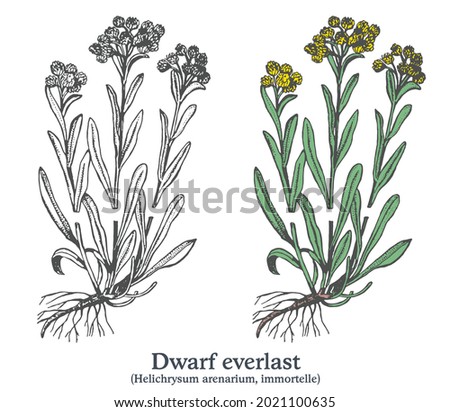 Dwarf everlast. Colorful vector hand drawn plant. Vintage medicinal sketch