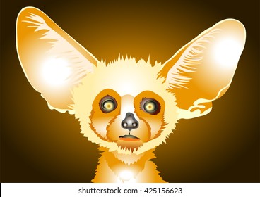 dwarf Fox with large ears, bright little fluffy