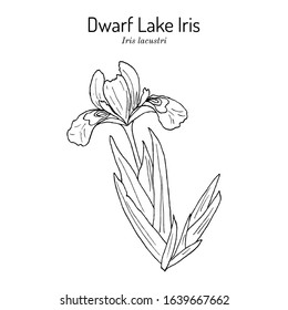 Dwarf Lake Iris (Iris Lacustris ), State Flower Of Michigan. Hand Drawn Botanical Vector Illustration