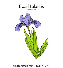 Dwarf lake iris (Iris lacustris ), state wild flower of Michigan. Hand drawn botanical vector illustration