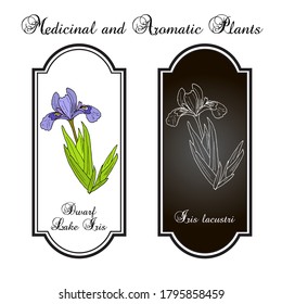 Dwarf Lake Iris (Iris Lacustris ), State Flower Of Michigan. Hand Drawn Botanical Vector Illustration