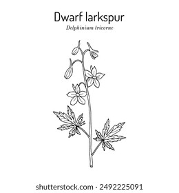 Dwarf larkspur (Delphinium tricorne), ornamental  plant. Hand drawn botanical vector illustration