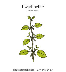 Dwarf nettle (Urtica urens), medicinal plant. Hand drawn botanical vector illustration