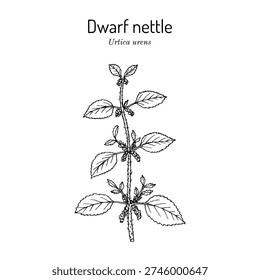 Dwarf nettle (Urtica urens), medicinal plant. Hand drawn botanical vector illustration