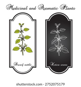 Dwarf nettle (Urtica urens), medicinal plant. Hand drawn botanical vector illustration