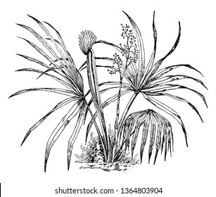 It is a dwarf palm tree. It is a small species of palm. It is native to the deep south-eastern and south-central United States and north-eastern Mexico, vintage line drawing or engraving illustration.