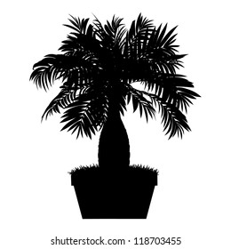 Dwarf palms in pots - detailed vector