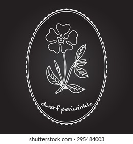 Dwarf periwinkle, or Vinca minor, vector illustration