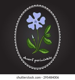 Dwarf periwinkle, or Vinca minor, vector illustration