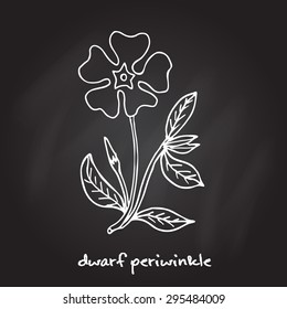 Dwarf periwinkle, or Vinca minor, vector illustration