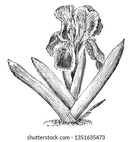 A dwarf & small Iris plant. The flowers are a bright lilac purple color, vintage line drawing or engraving illustration.