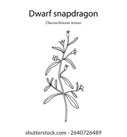 Dwarf snapdragon or small toadflax (Chaenorhinum minus). Hand drawn botanical vector illustration