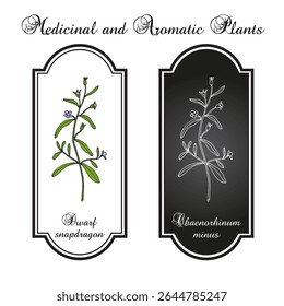 Snapdragon anão ou pequeno toadflax (Chaenorhinum minus). Ilustração vetorial botânica desenhada à mão