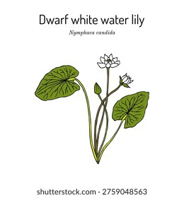 Dwarf white water lily (Nymphaea candida), ornamental plant. Hand drawn botanical vector illustration