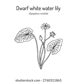 Dwarf white water lily (Nymphaea candida), ornamental plant. Hand drawn botanical vector illustration