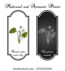 Dwarf white water lily (Nymphaea candida), ornamental plant. Hand drawn botanical vector illustration