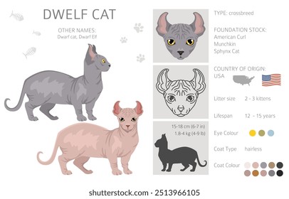 Dwelf Cat clipart. Alle Fellfarben eingestellt.  Alle Katze Rassen Merkmale Infografik. Vektorgrafik