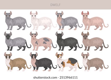 Dwelf Cat clipart. Alle Fellfarben eingestellt.  Alle Katze Rassen Merkmale Infografik. Vektorgrafik