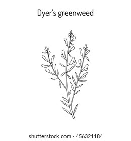 Dyer's greenweed or dyer's broom (Genista tinctoria), medicinal plant. Hand drawn botanical vector illustration