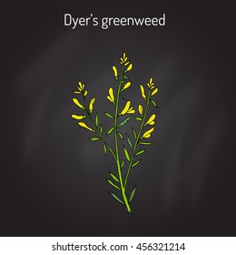 Dyer's greenweed or dyer's broom (Genista tinctoria), medicinal plant. Hand drawn botanical vector illustration