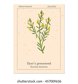 Dyer's greenweed or dyer's broom (Genista tinctoria), medicinal plant. Hand drawn botanical vector illustration