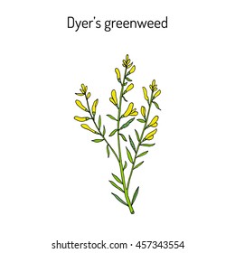 Dyer's greenweed or dyer's broom (Genista tinctoria), medicinal plant. Hand drawn botanical vector illustration