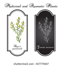 Dyer's greenweed or dyer's broom (Genista tinctoria), medicinal plant. Hand drawn botanical vector illustration