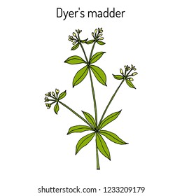 Dyer's madder (rubia tinctorum), medicinal plant. Hand drawn botanical vector illustration