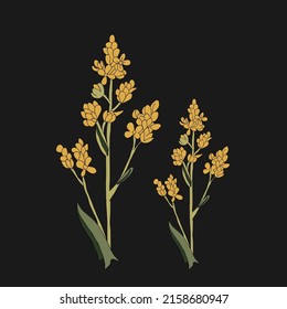 Dyers woad flower.Black background. Vintage vector illustration, eps 10