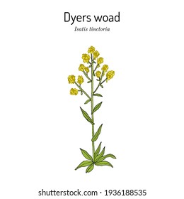 Dyers woad, or glastum (Isatis tinctoria), medicinal plant. Hand drawn botanical vector illustration