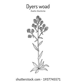 Färbewald oder Glastum (Isatis tinctoria), Heilpflanze. handgezeichnete botanische Vektorgrafik