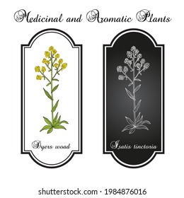 Dyers woad, or glastum (Isatis tinctoria), medicinal plant. Hand drawn botanical vector illustration