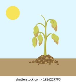 Dying plant. Dry plant. Vector illustration