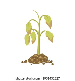 Dying plant in the ground isolated on white background. Dry plant. Vector illustration