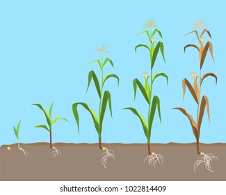 Dying plant of sweet corn from small sprout till dried plant,