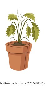 Dying strawberry plant in pot