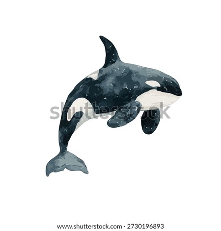 Dynamic killer whale illustration, perfect for marine life projects, educational content, and ocean conservation designs. Isolated on white.