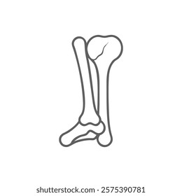 Dynamic Overview of Fibula Anatomy Design
