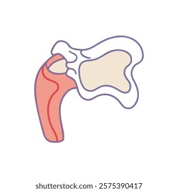 Dynamic Overview of Greater Tubercle Anatomy