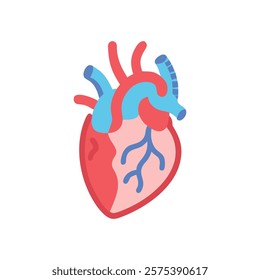 Dynamic Overview of Heart Anatomy Illustration