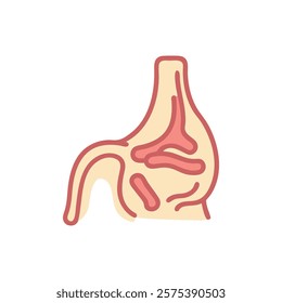 Dynamic Overview of Inferior Nasal Concha Anatomy