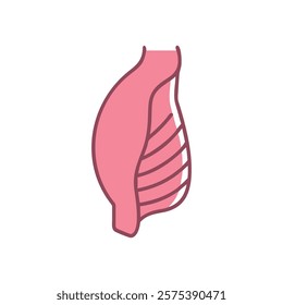 Dynamic Overview of Internal Oblique Muscle Anatomy